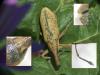 Lixus pulverulentus